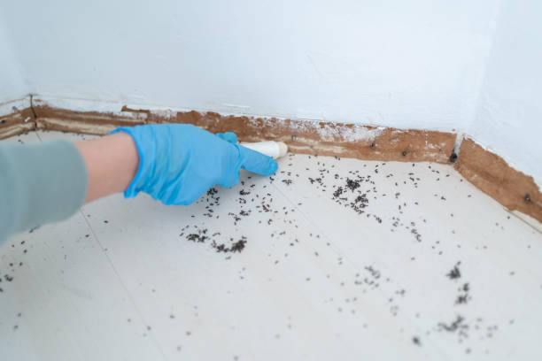 Best Wasp Removal Services  in Searingtown, NY